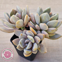 Load image into Gallery viewer, Graptophytum Supreme Variegated (multi)