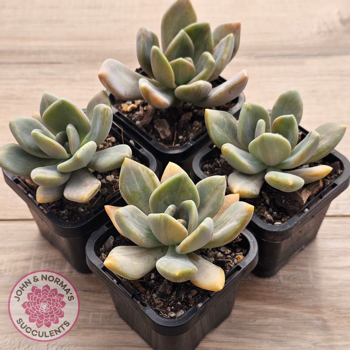 Graptophytum Supreme Variegated (multi)