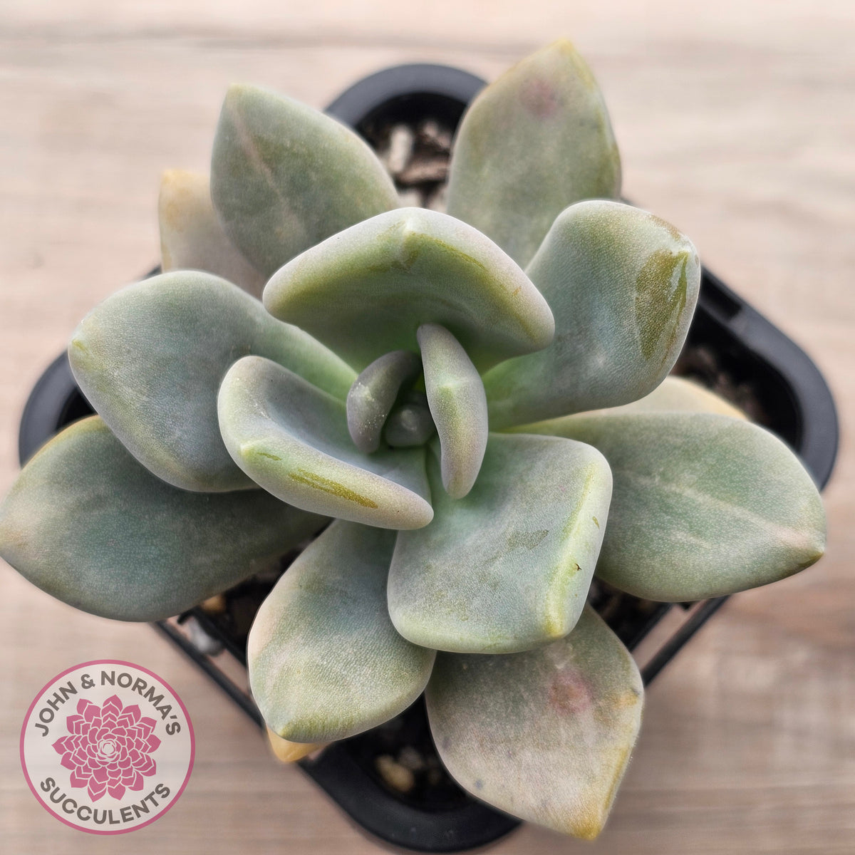 Graptophytum Supreme Variegated (multi)