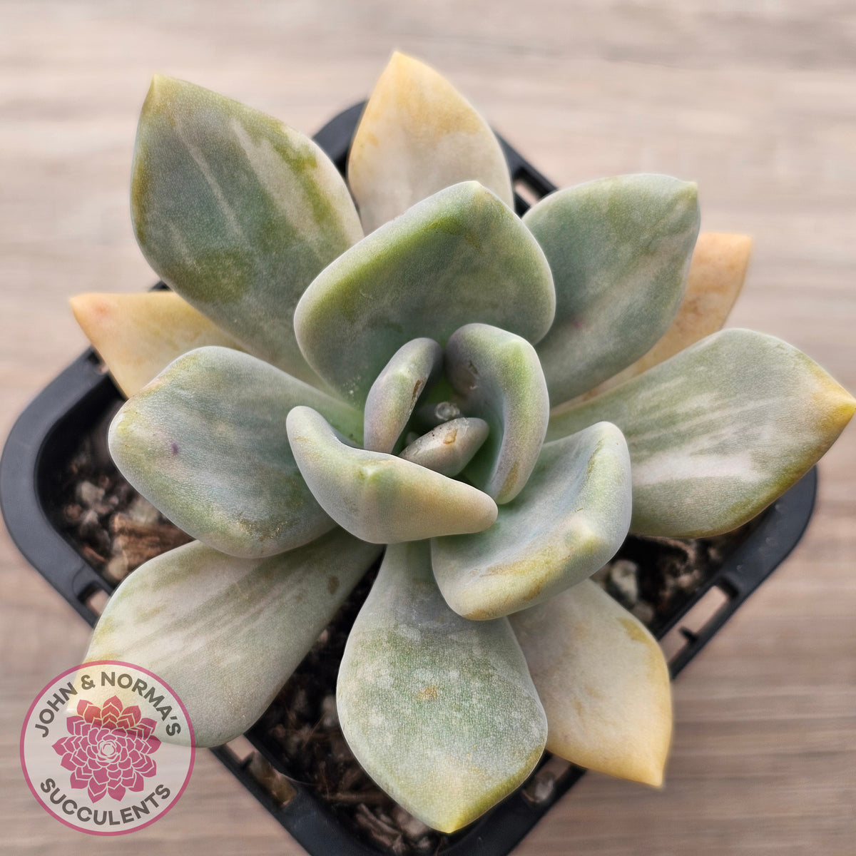 Graptophytum Supreme Variegated (multi)