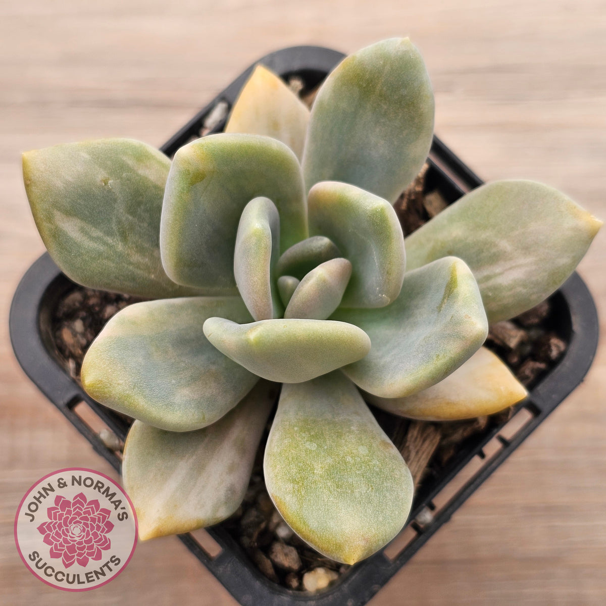 Graptophytum Supreme Variegated (multi)