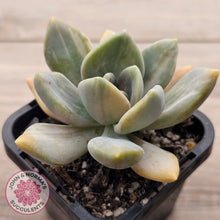 Load image into Gallery viewer, Graptophytum Supreme Variegated (multi)