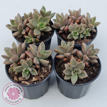 Load image into Gallery viewer, Graptosedum 'Bronze'