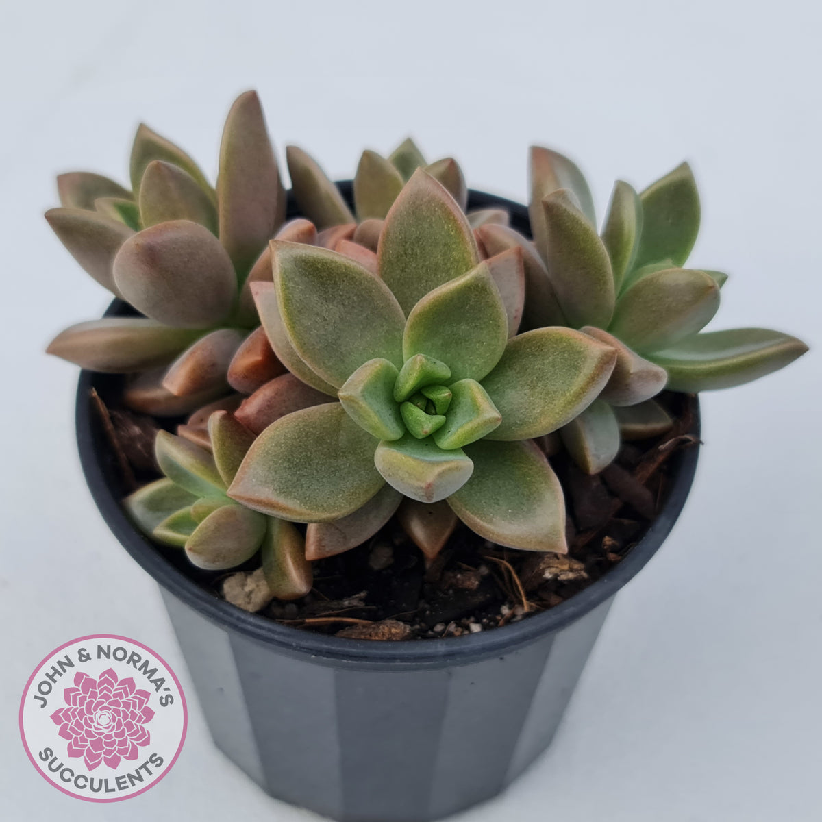 Graptosedum 'Bronze'
