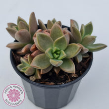 Load image into Gallery viewer, Graptosedum 'Bronze'