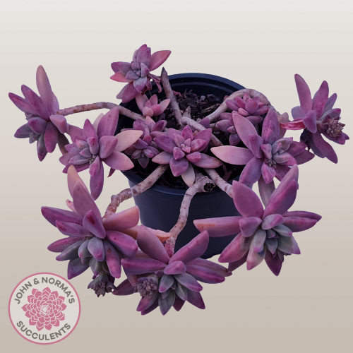 Graptosedum 'Francesco Baldi' - Cutting/s