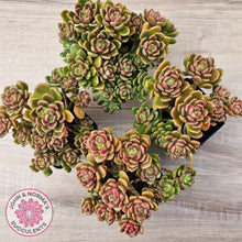 Load image into Gallery viewer, Graptosedum 'Nova' (Lg)