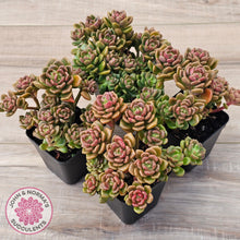 Load image into Gallery viewer, Graptosedum 'Nova' (Lg)