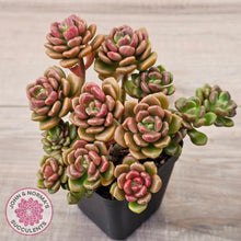 Load image into Gallery viewer, Graptosedum 'Nova' (Lg)