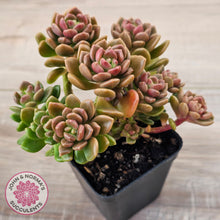 Load image into Gallery viewer, Graptosedum 'Nova' (Lg)