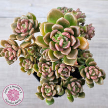 Load image into Gallery viewer, Graptosedum 'Nova' (Lg)