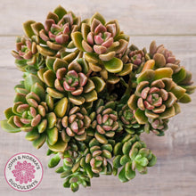 Load image into Gallery viewer, Graptosedum 'Nova' (Lg)
