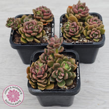 Load image into Gallery viewer, Graptosedum 'Nova'