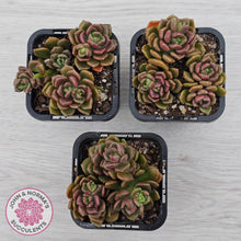 Load image into Gallery viewer, Graptosedum 'Nova'