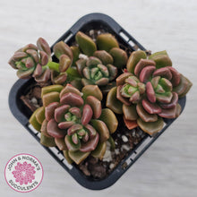 Load image into Gallery viewer, Graptosedum 'Nova'