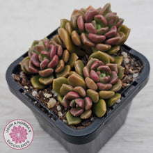 Load image into Gallery viewer, Graptosedum 'Nova'