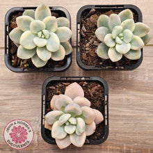 Load image into Gallery viewer, Graptosedum miul Variegata
