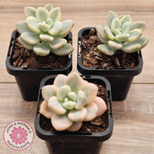Load image into Gallery viewer, Graptosedum miul Variegata