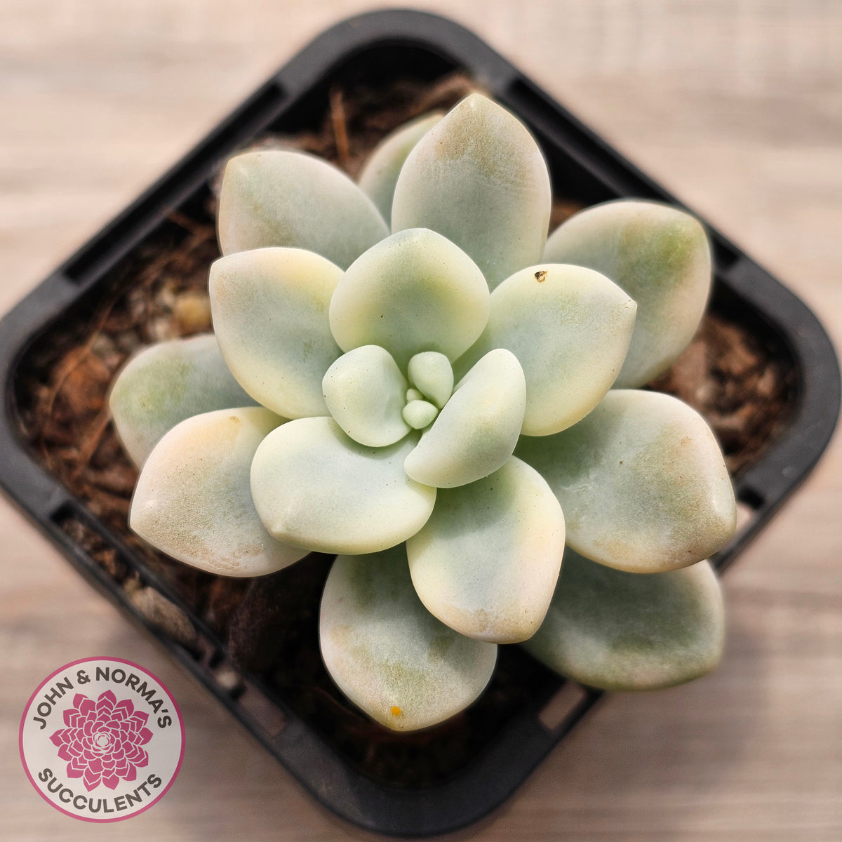 Graptosedum miul Variegata