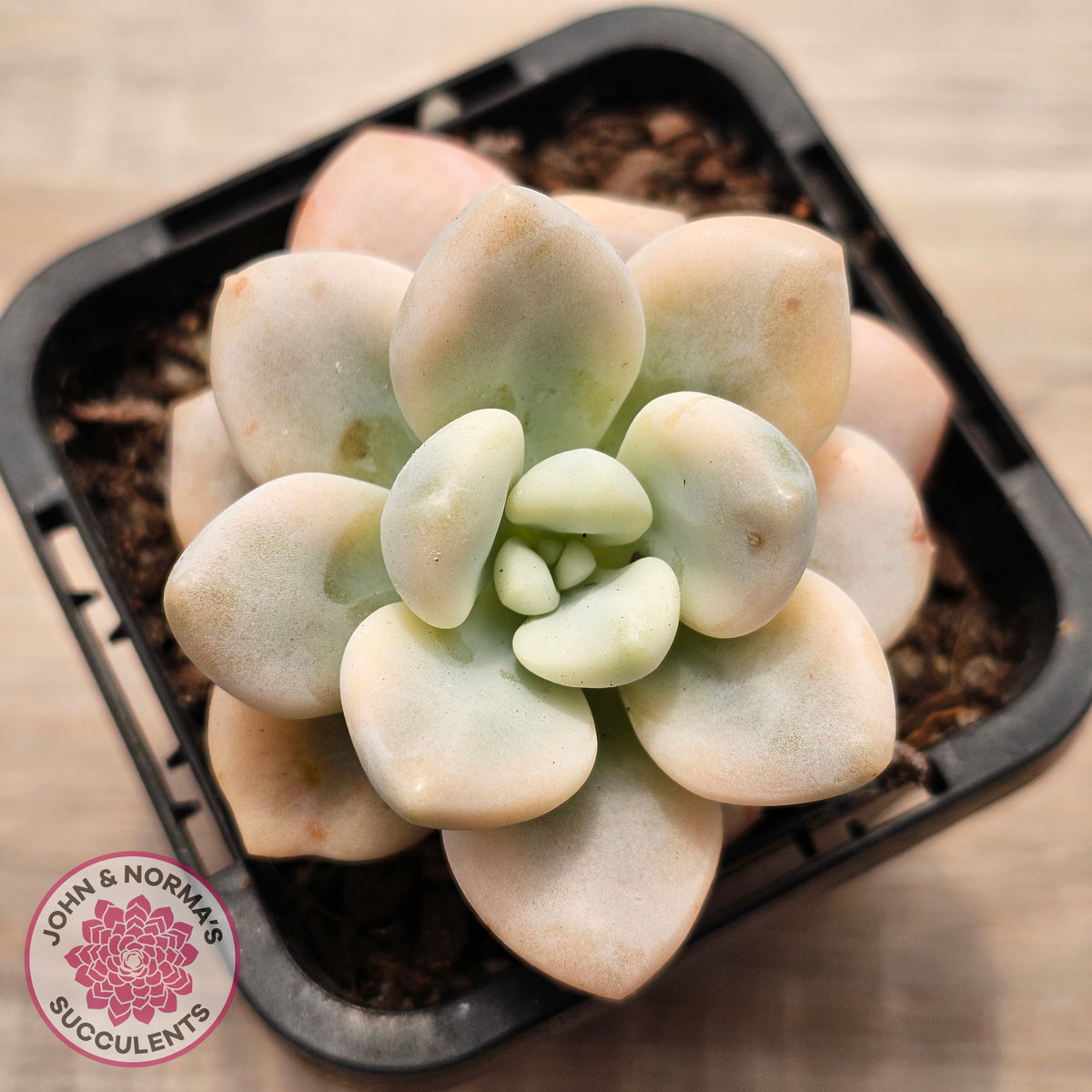 Graptosedum miul Variegata