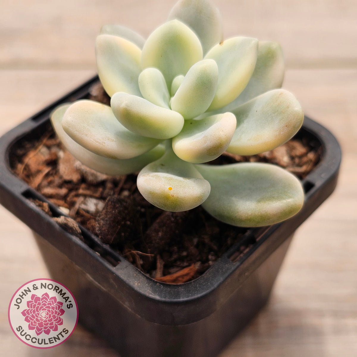 Graptosedum miul Variegata