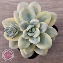 Load image into Gallery viewer, Graptosedum miul Variegata