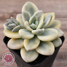 Load image into Gallery viewer, Graptosedum miul Variegata