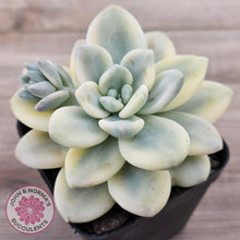 Load image into Gallery viewer, Graptosedum miul Variegata