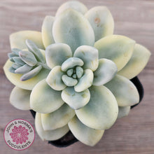 Load image into Gallery viewer, Graptosedum miul Variegata