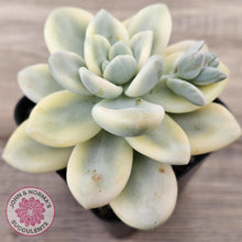 Load image into Gallery viewer, Graptosedum miul Variegata