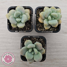 Load image into Gallery viewer, Graptosedum miul