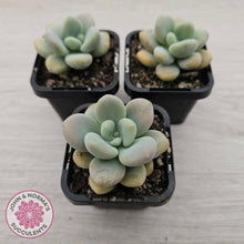 Load image into Gallery viewer, Graptosedum miul