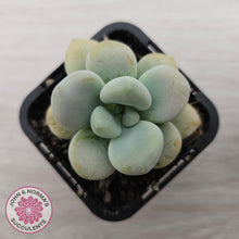 Load image into Gallery viewer, Graptosedum miul
