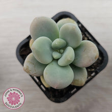 Load image into Gallery viewer, Graptosedum miul