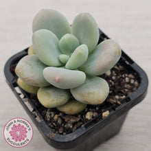 Load image into Gallery viewer, Graptosedum miul