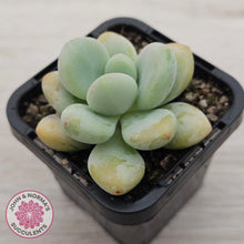 Load image into Gallery viewer, Graptosedum miul