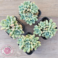 Load image into Gallery viewer, Graptoveria 'Bridgette' (multi)