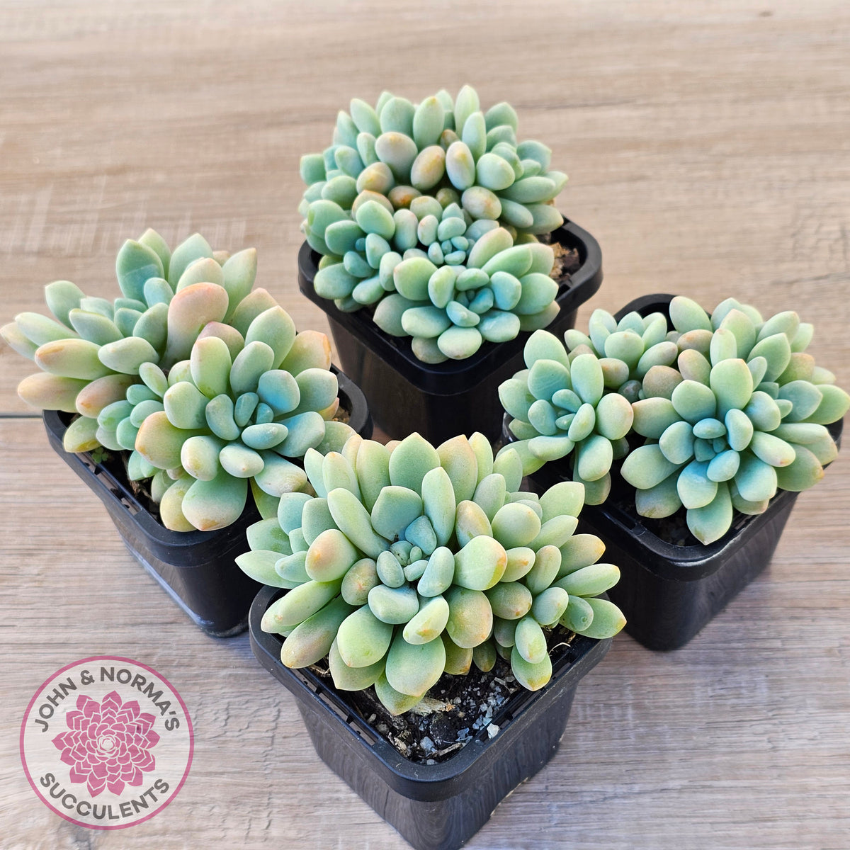 Graptoveria 'Bridgette' (multi)