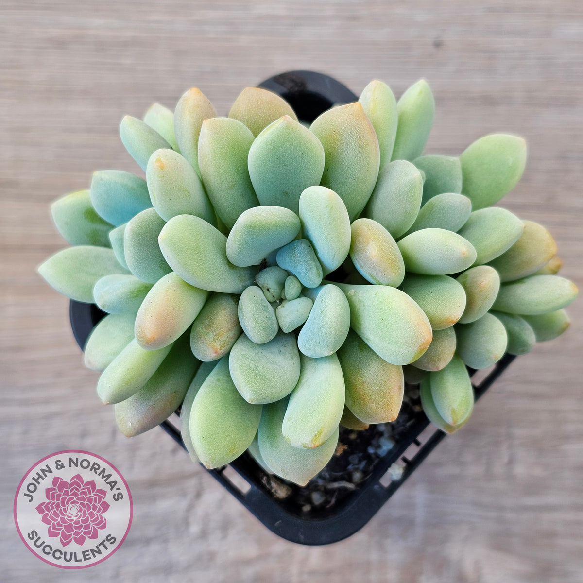 Graptoveria 'Bridgette' (multi)