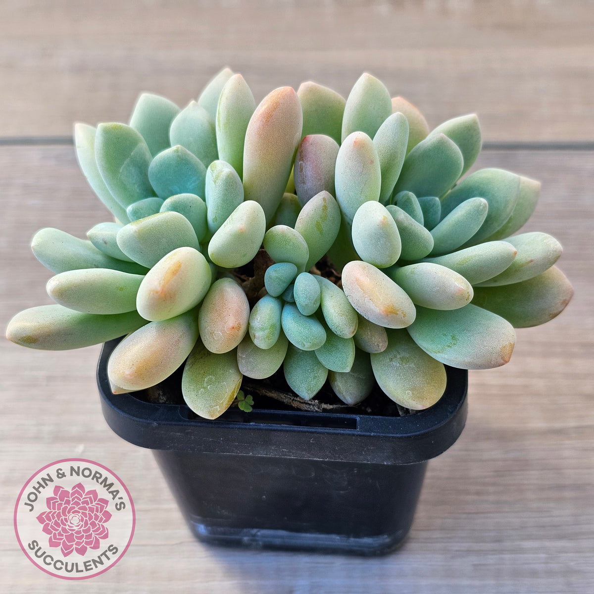 Graptoveria 'Bridgette' (multi)