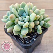 Load image into Gallery viewer, Graptoveria 'Bridgette' (multi)