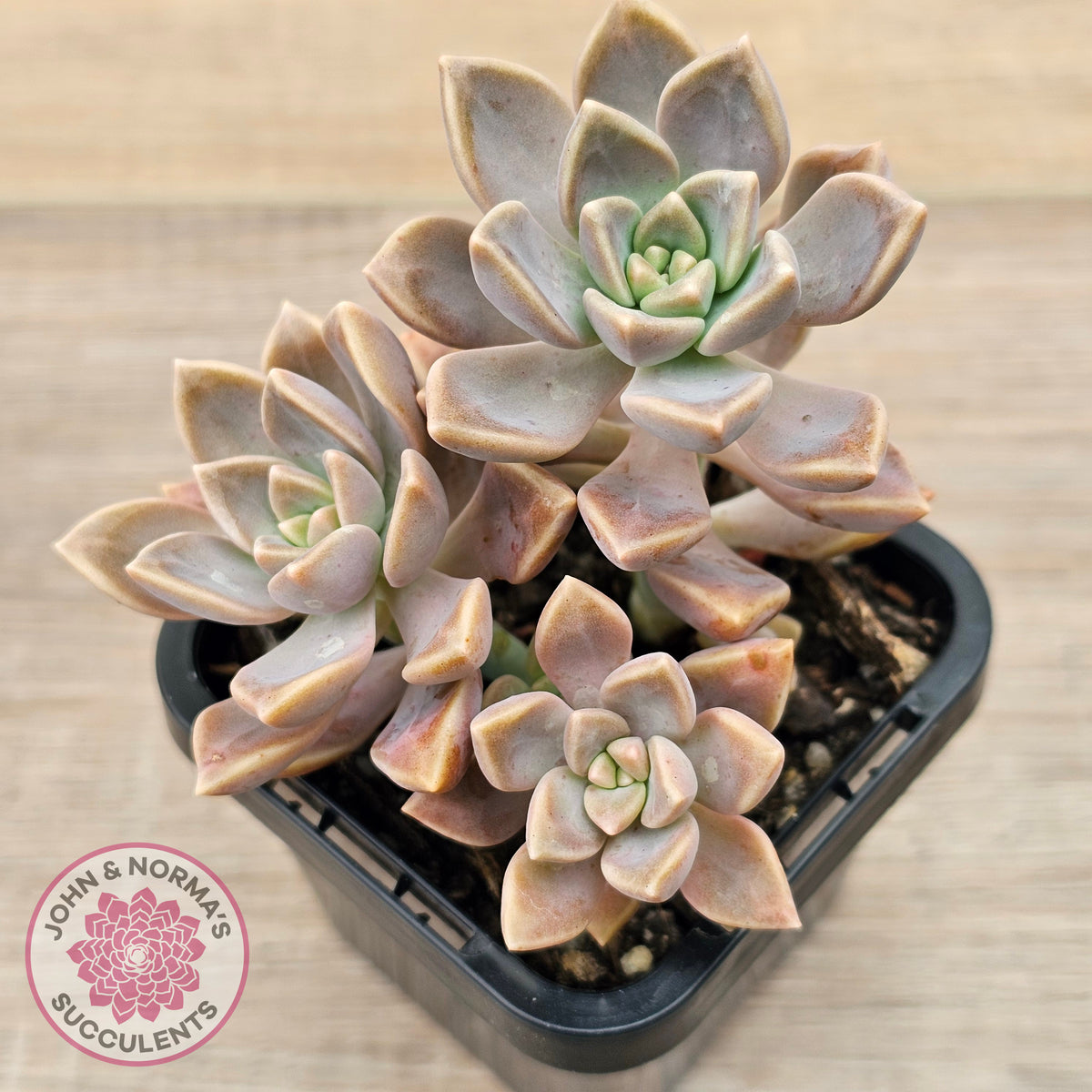 Graptoveria 'Bronzed Aussie'
