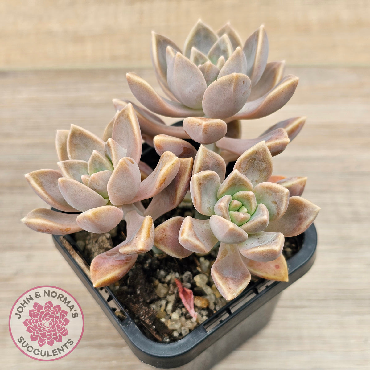 Graptoveria 'Bronzed Aussie'