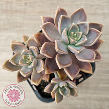 Load image into Gallery viewer, Graptoveria 'Bronzed Aussie'