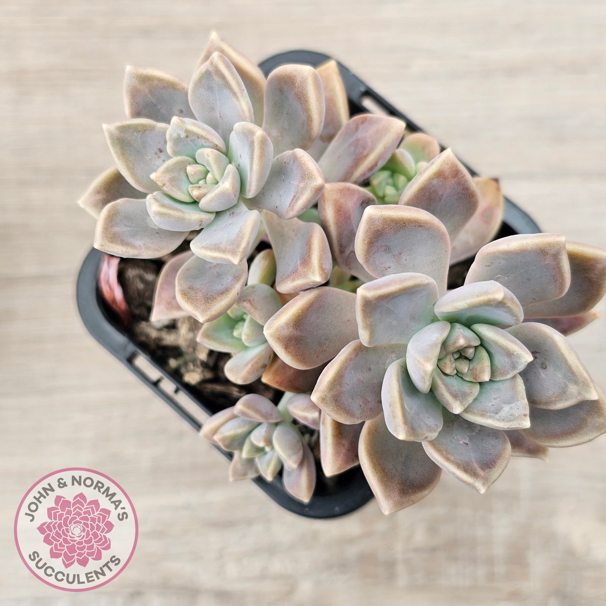 Graptoveria 'Bronzed Aussie'