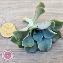 Load image into Gallery viewer, Graptoveria 'Coconut Ice' Cutting/s