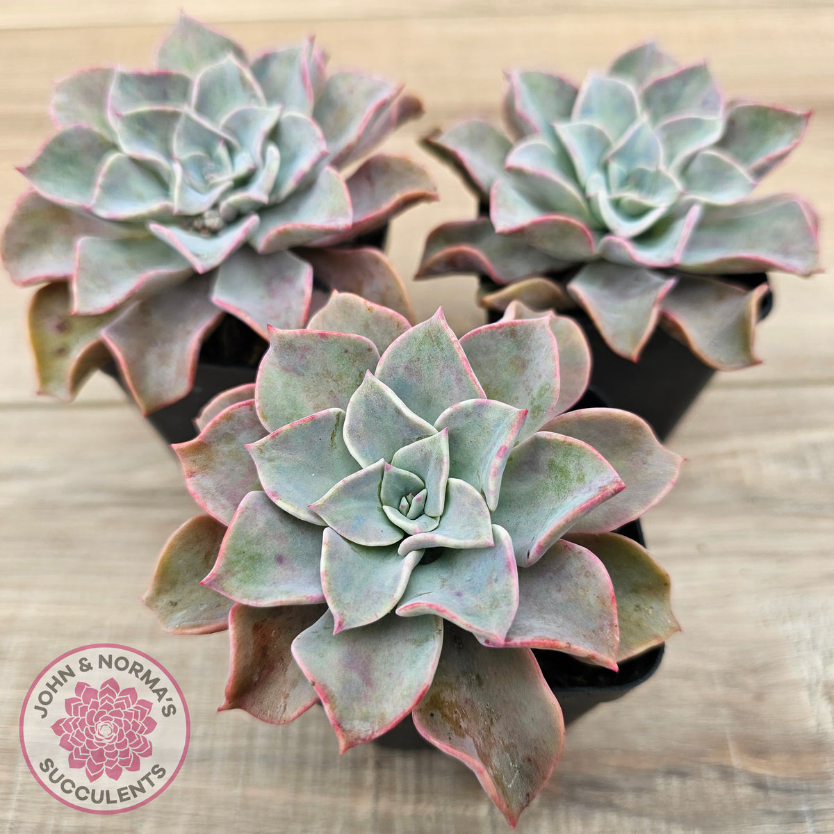Graptoveria 'Coconut Ice'