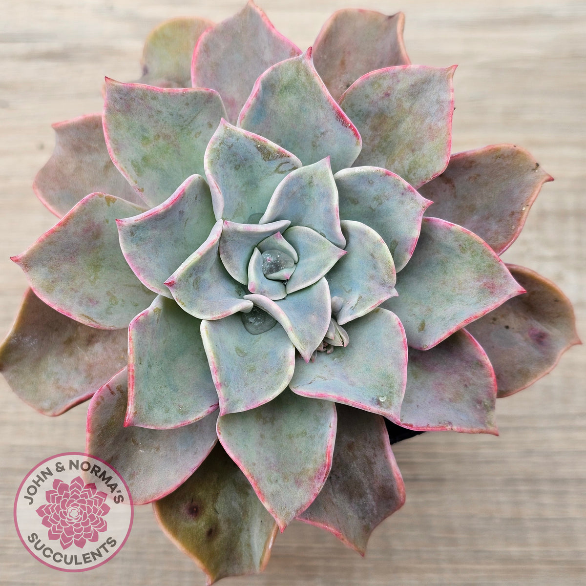 Graptoveria 'Coconut Ice'