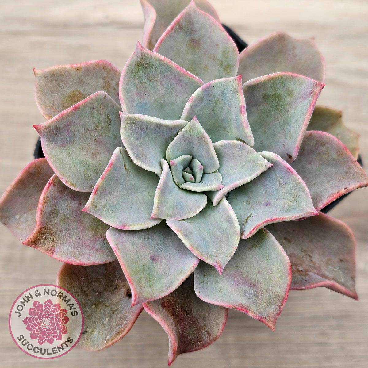 Graptoveria 'Coconut Ice'