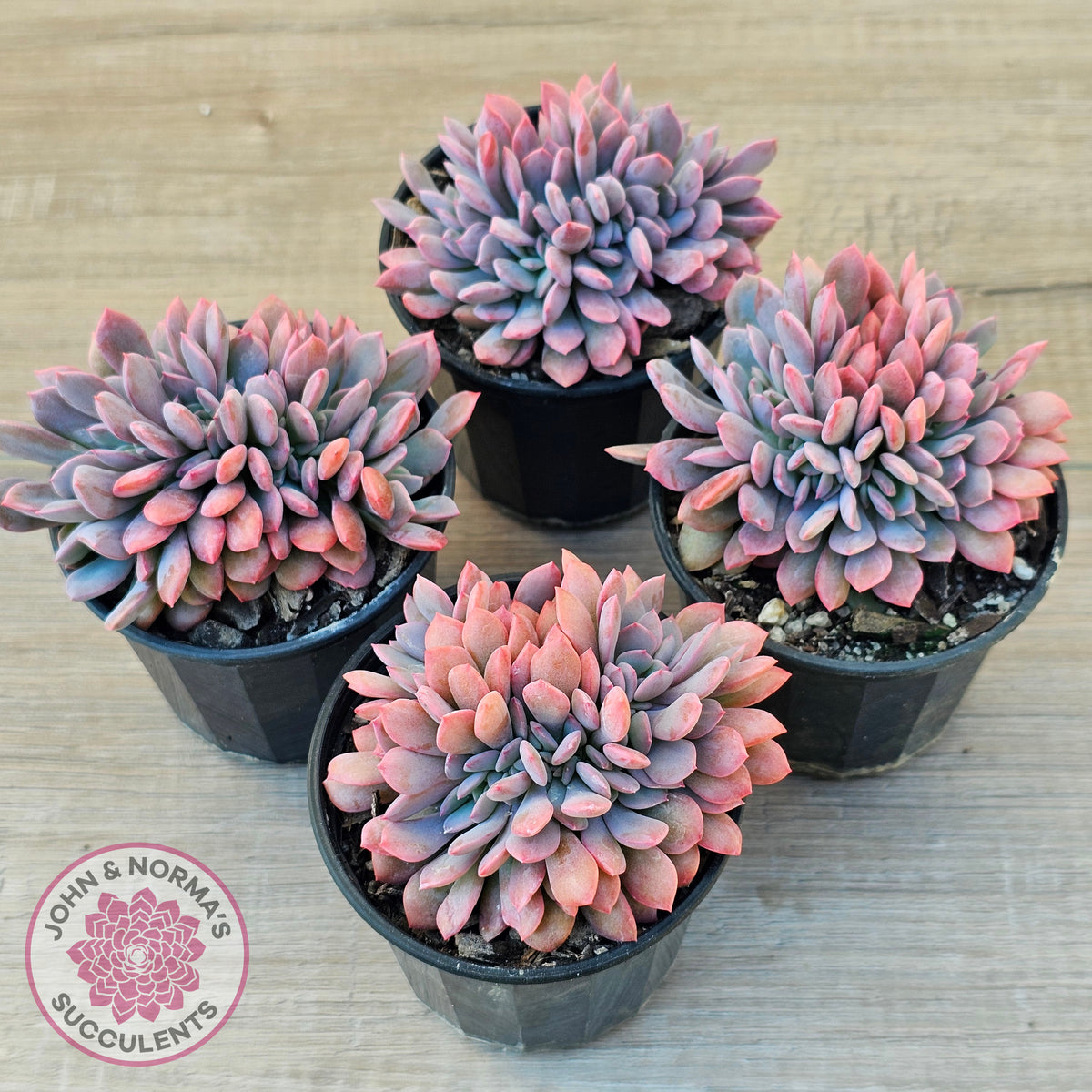 Graptoveria Debbie Crest